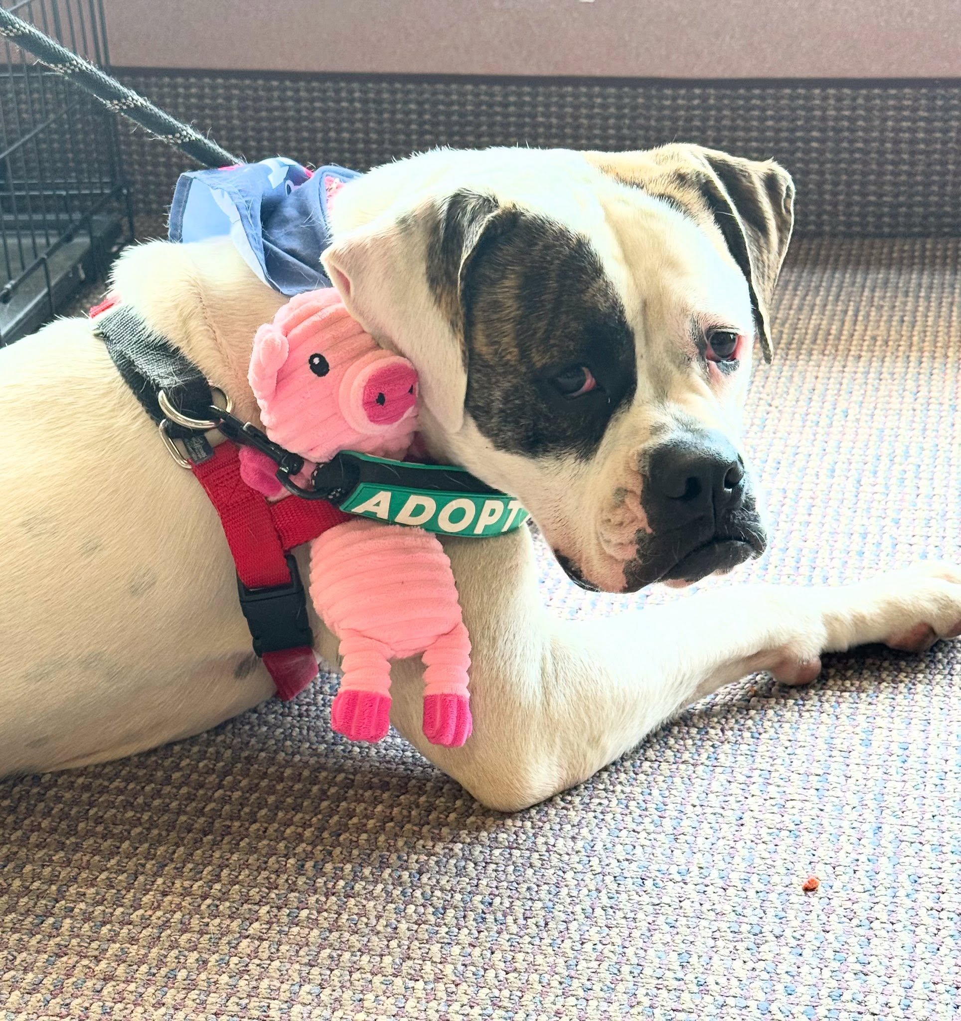 Adopt a dog