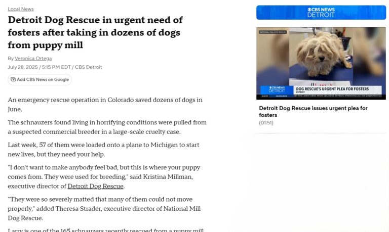 Detroit Dog Rescue in urgent need of fosters after taking in dozens of dogs from puppy mill