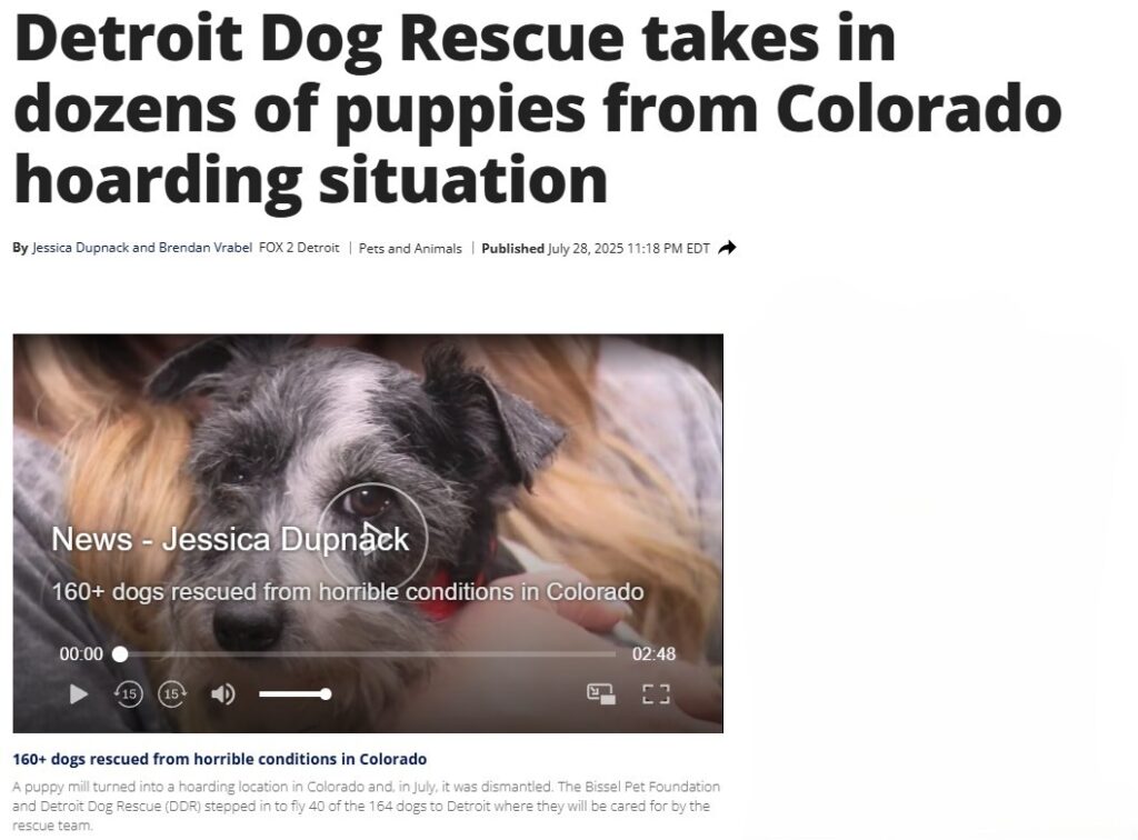 Detroit Dog Rescue takes in dozens of puppies from Colorado hoarding situation