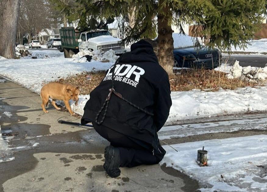 Dog Rescue
