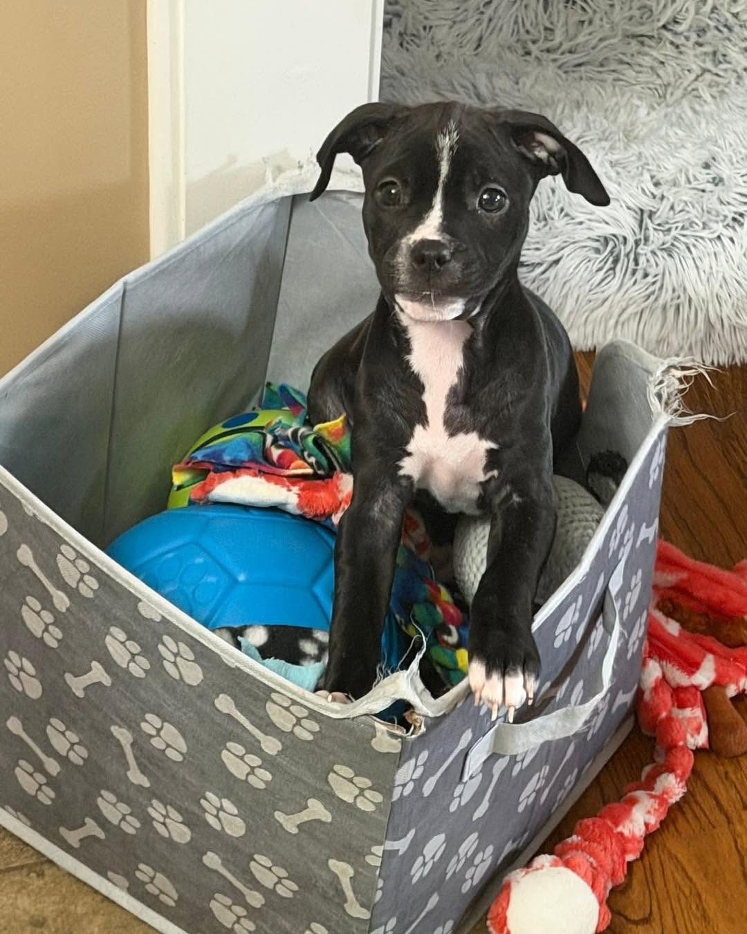 Foster Puppy in Toy Bucket