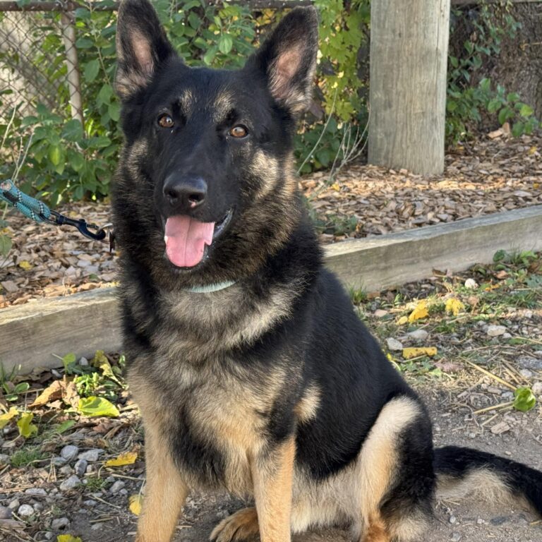 Shiloh