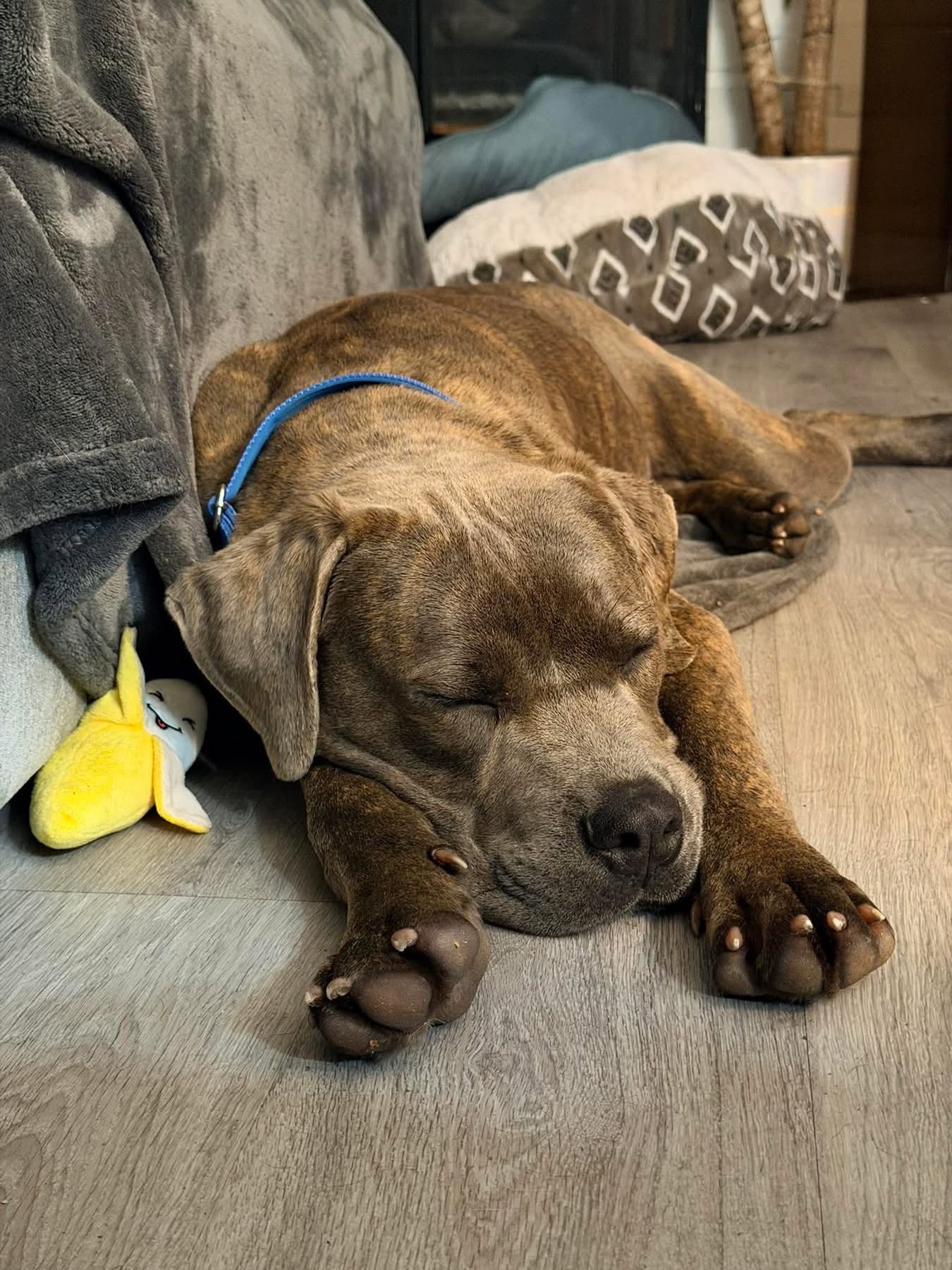 foster a ddr dog